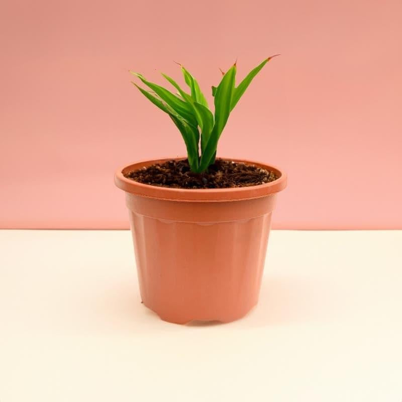 Ugaoo UV Treated Brown Plastic Pot (45 CM) - Set Of Three media 3