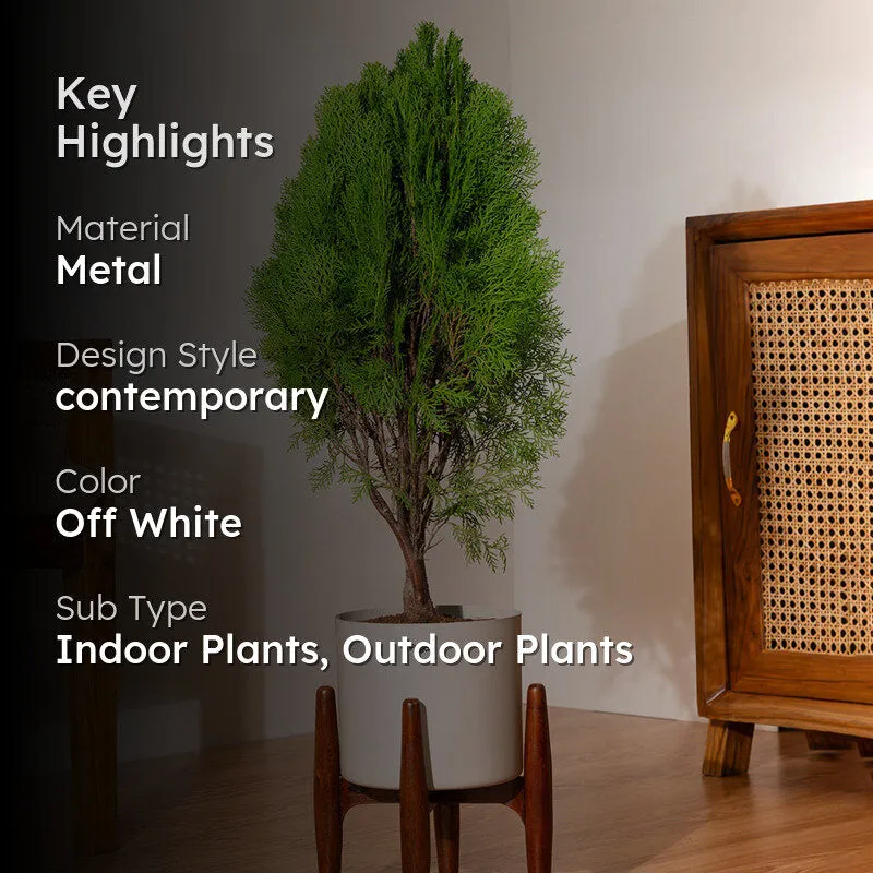 Kyari Thuja Plant With Metal Self Watering Pot (Beige) media 2