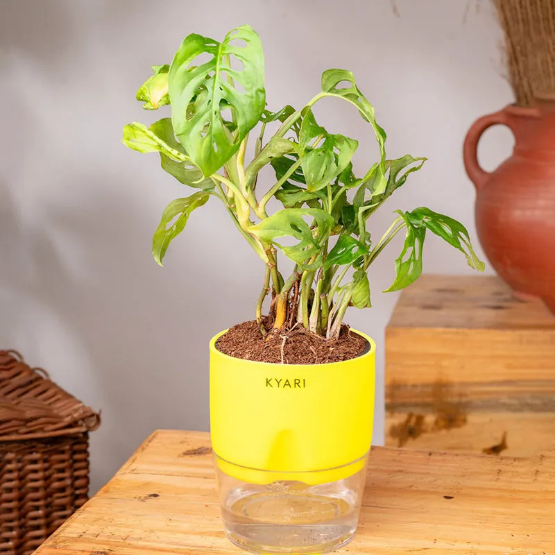 Kyari Philodendron/Broken Heart Plant With Self Watering Pot (Yellow) - 18 cm media 3