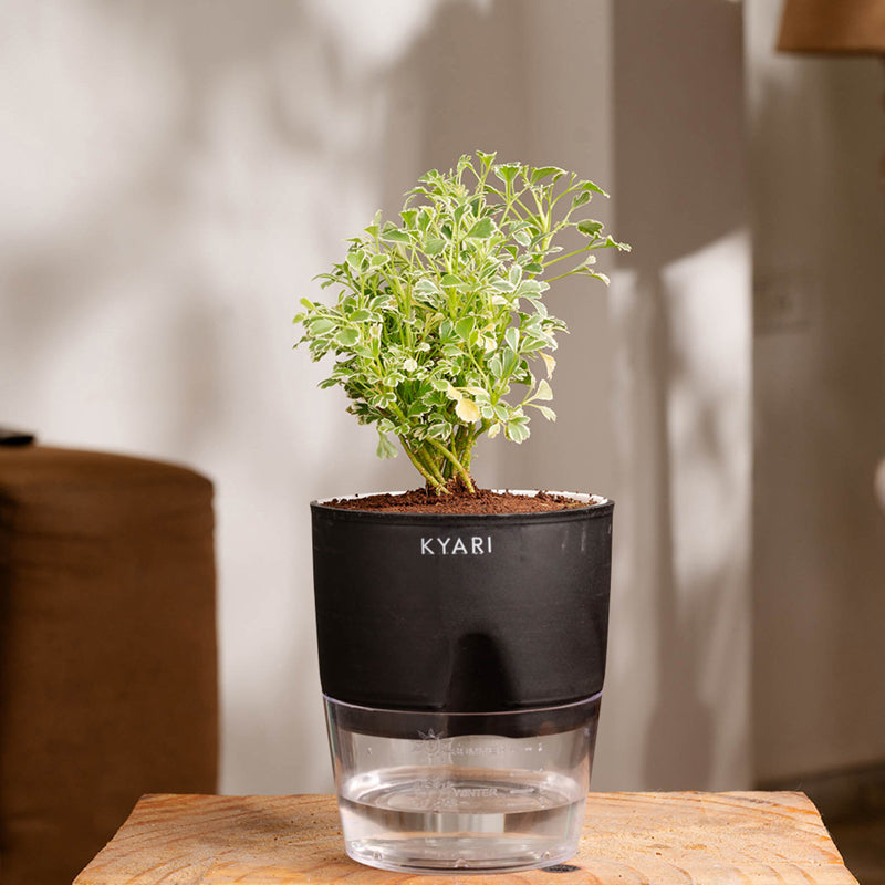 Kyari Variegated Aralia Plant With Self Watering Pot (Black) - 18 cm