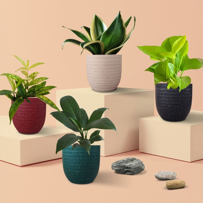 Greenkin Air Purifying Live Plants - Set Of Four media 3