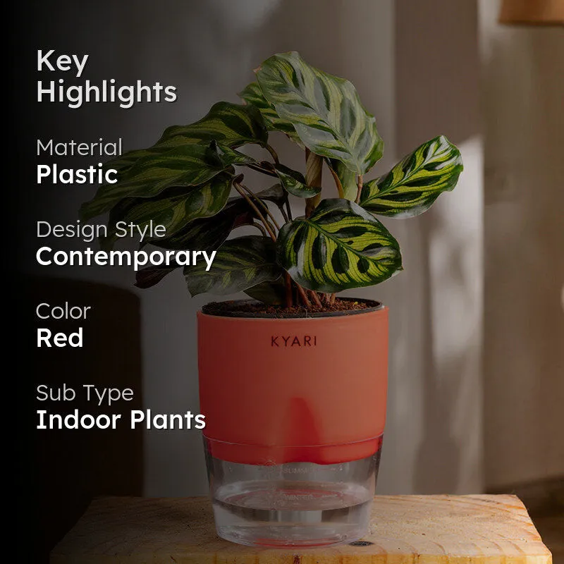 Kyari Peacock Plant With Self Watering Pot - Red media 2