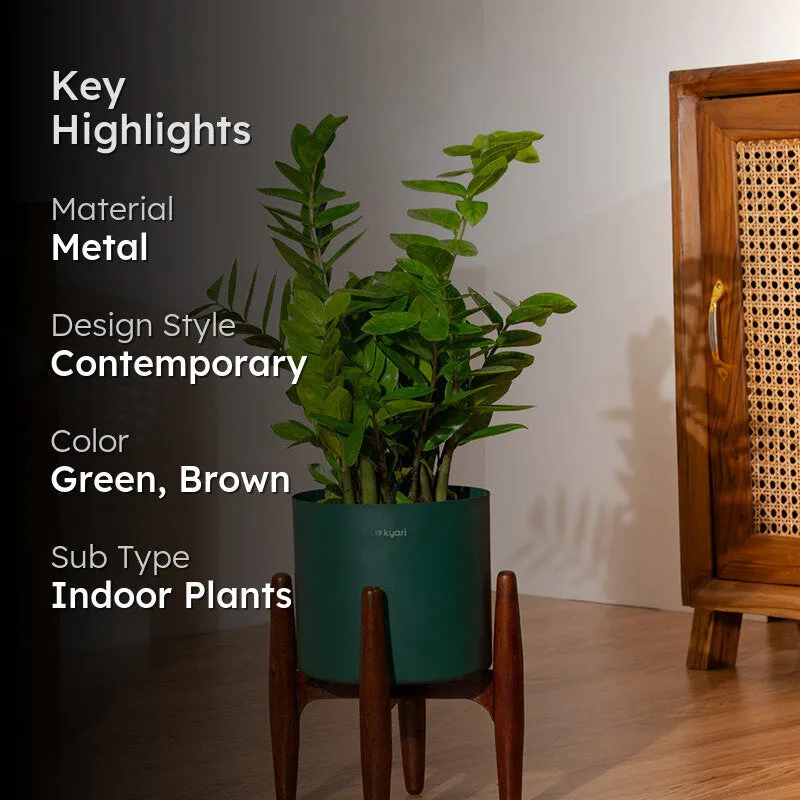 Kyari Green ZZ Plant With Metal Self Watering Pot (Green) - 2 Feet media 2