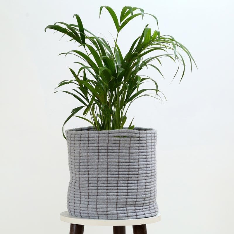 Coastal Escape Cotton Planter media 3