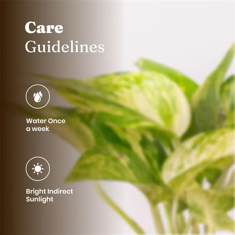 Kyari Money Variegated Plant With Self Watering Pot (Yellow) - 18 cm media 5