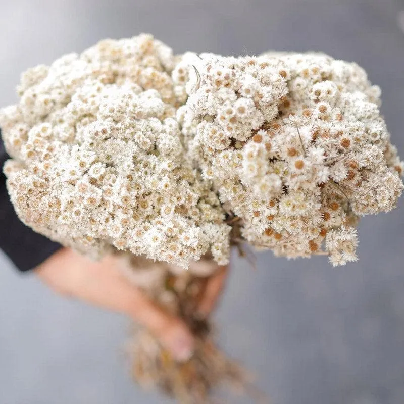 Faux Daisie Gypsophila Sticks (White) - Set Of Thirty media 3