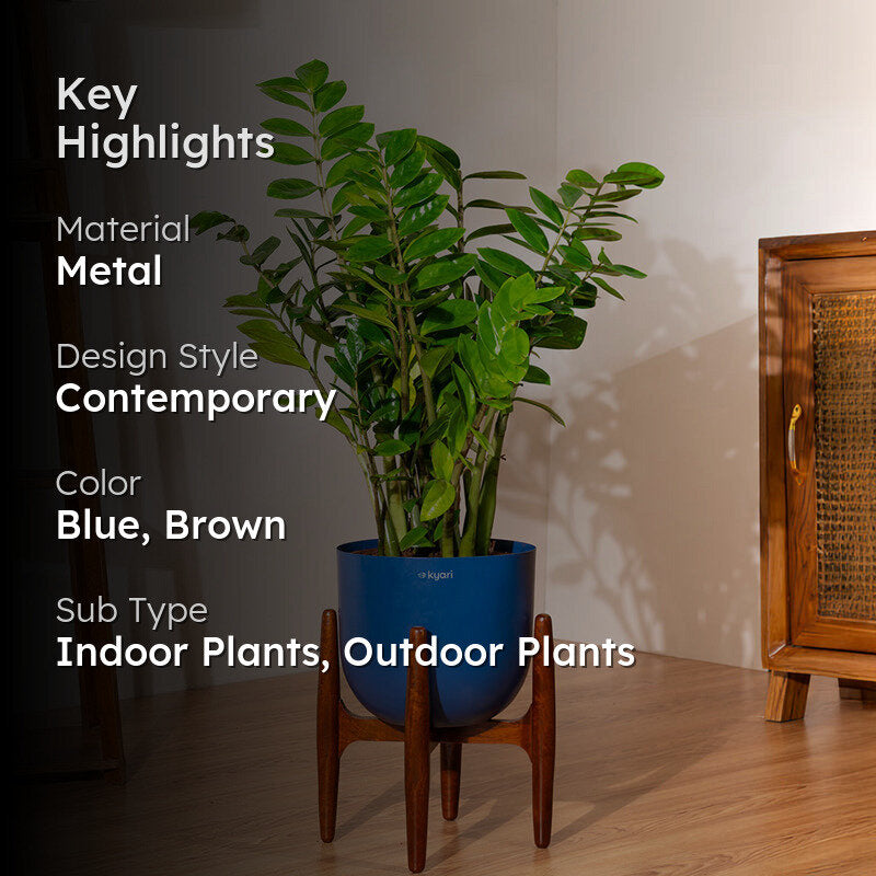 Kyari Green ZZ Plant With Metal Self Watering Pot (Blue) - 2.4 Feet media 2
