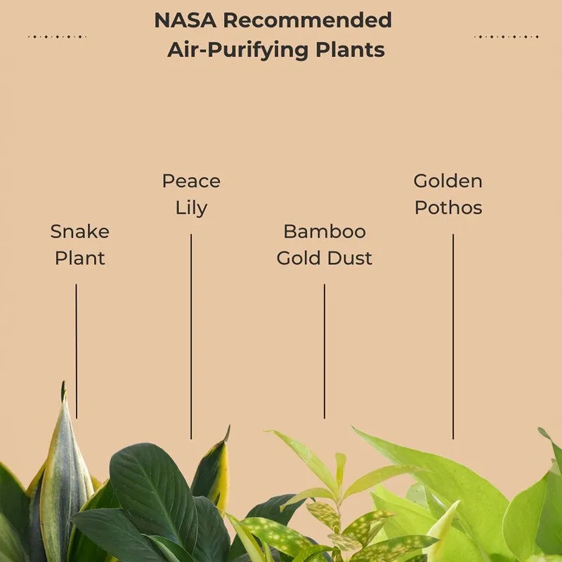 Greenkin Air Purifying Live Plants - Set Of Four media 4