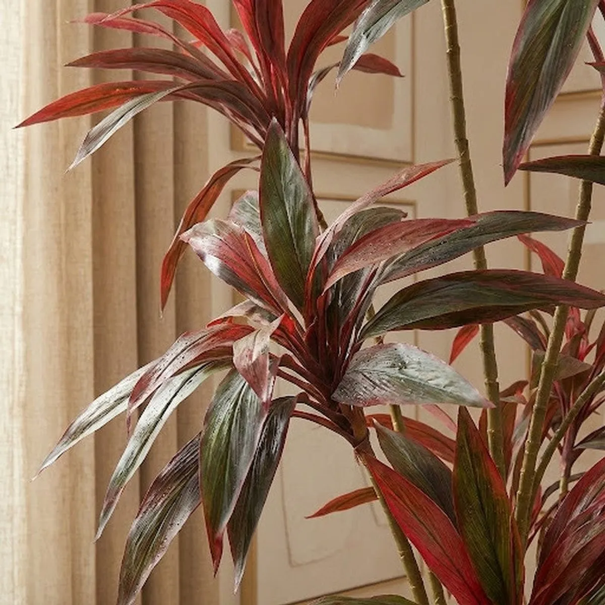 Close-up of variegated red, green and grey Dracaena leaves