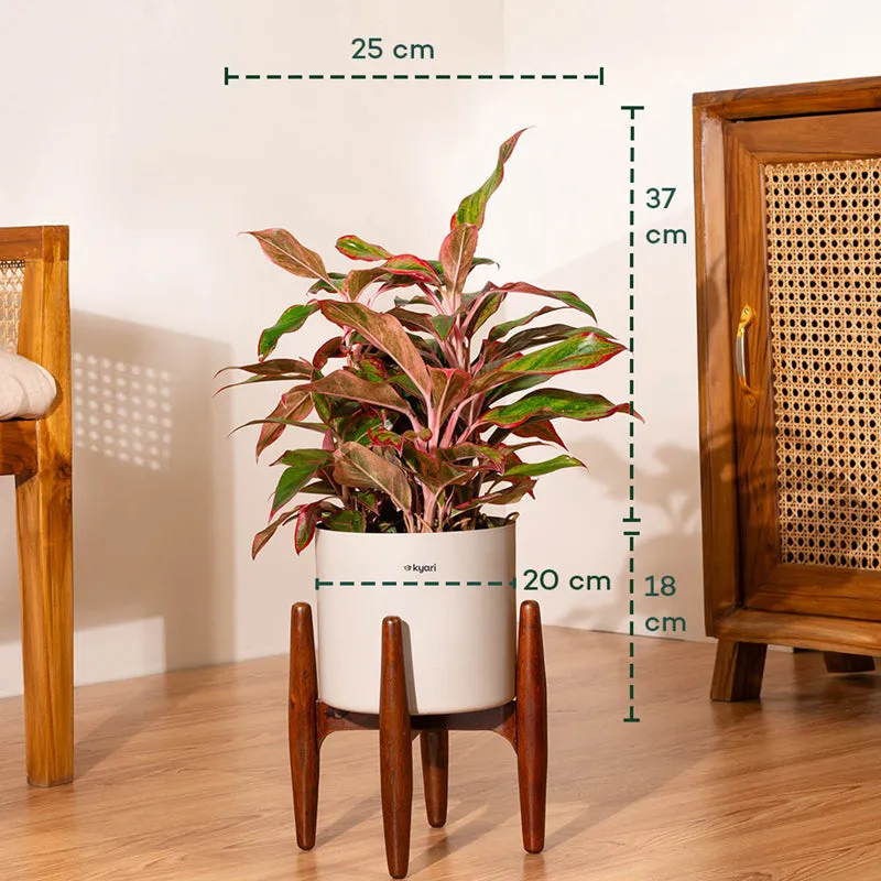 Kyari Agalonema Lipstick Plant With Metal Self Watering Pot (Beige) - 1.6 ft media 5