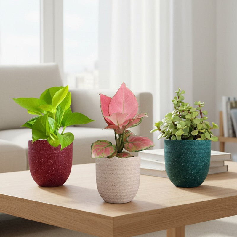 Greenkin Money Attracting Live Plants - Set Of Three