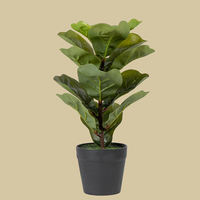 Fidelia Artificial Fiddle Fig Plant - 1 Feet media 3