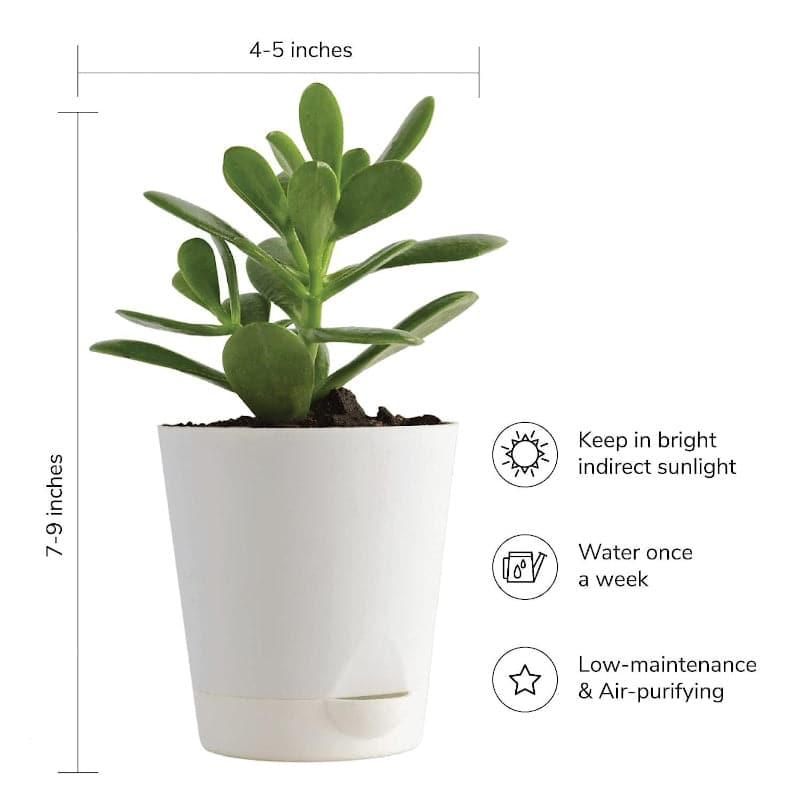 Ugaoo Jade, Spider, Crassula Ovata Indoor Plants With Pot - Set Of Three media 7