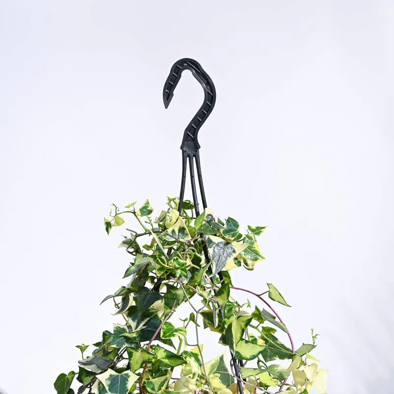 Ugaoo English Ivy Variegated In Hanging Planter media 6