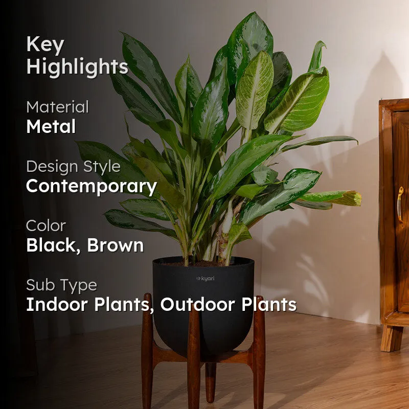 Kyari Agalonema Ice Plant With Metal Self Watering Pot (Black) - 2.4 Feet - 2