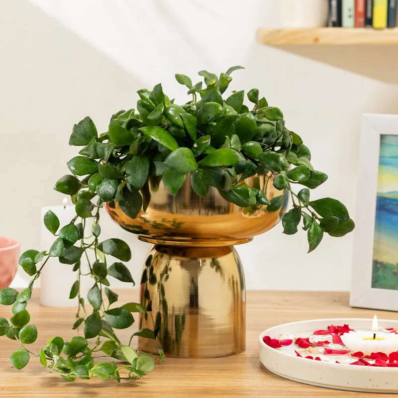 Auric Roots Planter media 2