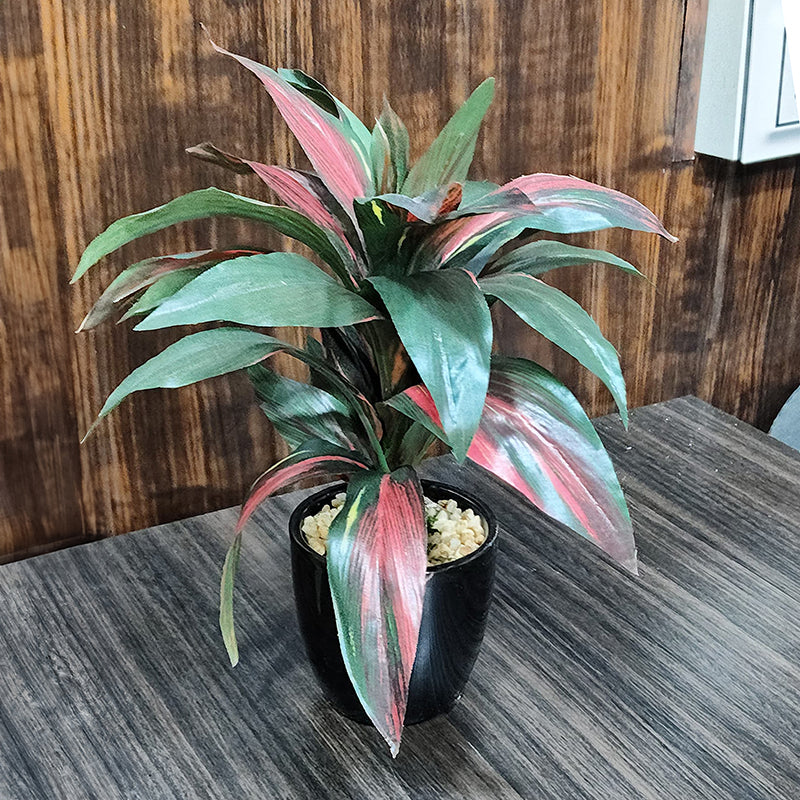 Faux Dracaena Bonsai (24 cms) - Red media 5
