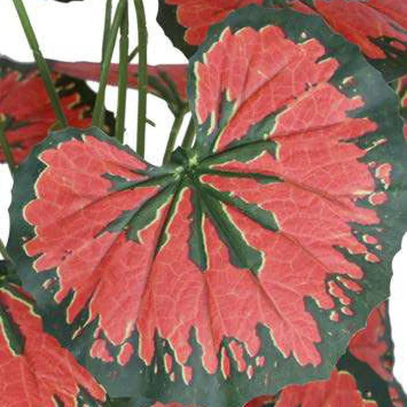 GreenGlow Begonia Artificial Plant Without Pot - 2.3 Feet media 5
