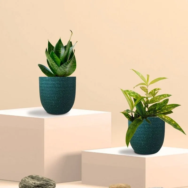 Greenkin Bamboo & Snake Live Plants (Green) - Set Of Two media 3