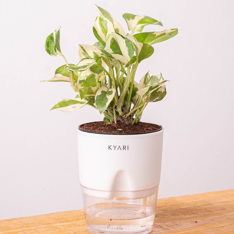 Kyari Money Plant With Self Watering Pot (White) - 18 cm media 6