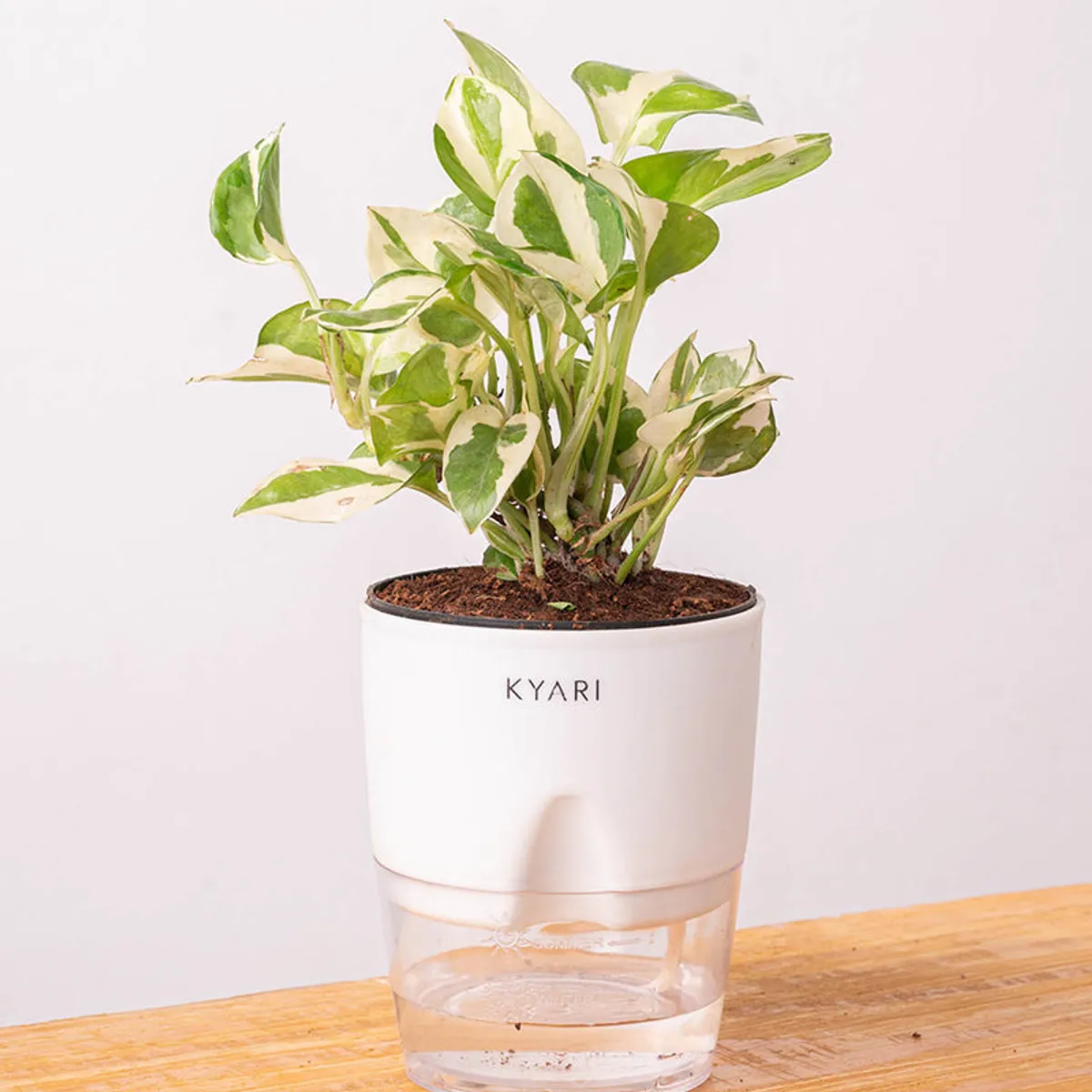 Green-and-white money plant in a white pot against a light background.