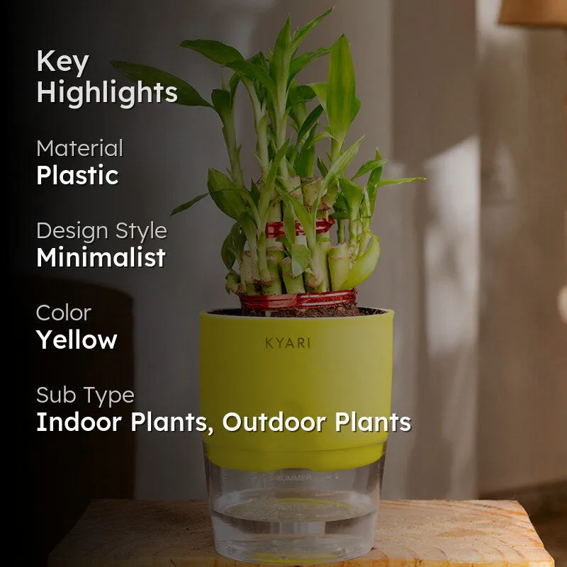 Kyari 2-Layer Lucky Bamboo With Self Watering Pot (Yellow) - 18 cm media 2