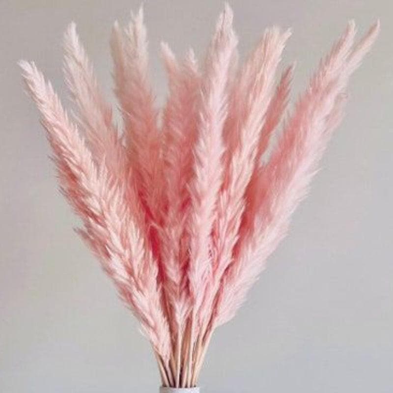 Dried Flowers & Leaves