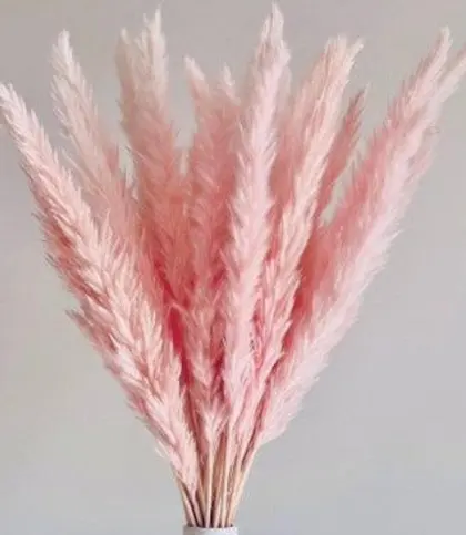 Dried Flowers & Leaves