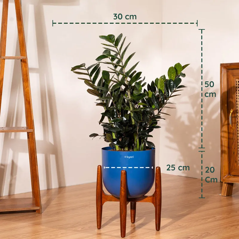 Kyari ZZ Plant With Metal Self Watering Pot (Blue) - 2.4 Feet media 5