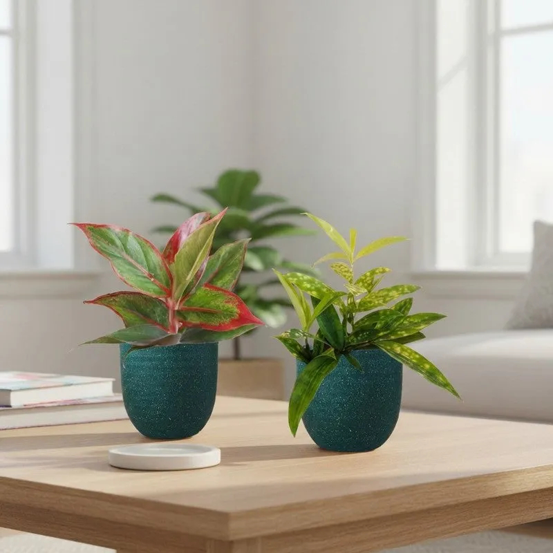 Greenkin Aglaonema Lipstick & Bamboo Live Plants (Green) - Set Of Two media 1
