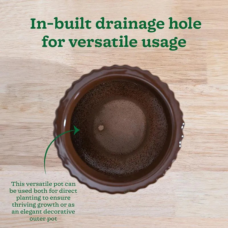 Ugaoo Classic Stria Ceramic Planter - Brown media 7