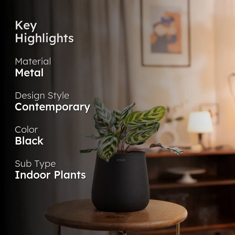 Kyari Peacock Plant With Metal Self Watering Pot - Black media 2