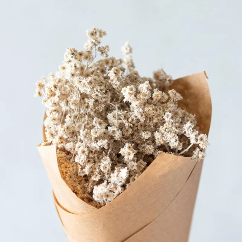 Gypsophila Charm Dried Flower Bunch media 7