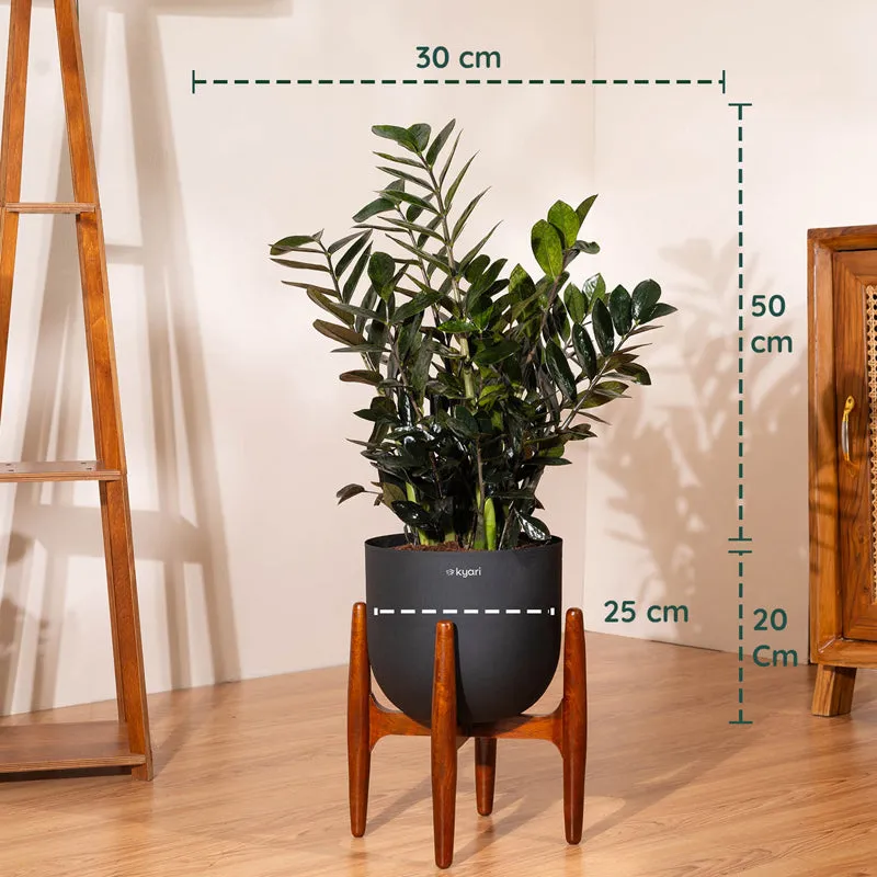 Kyari ZZ Plant With Metal Self Watering Pot (Black) - 2.4 Feet media 5