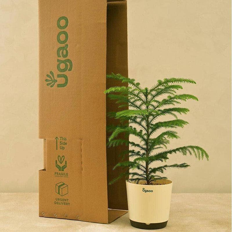 Ugaoo Indian Christmas Tree Indoor Live Plant - Large media 3