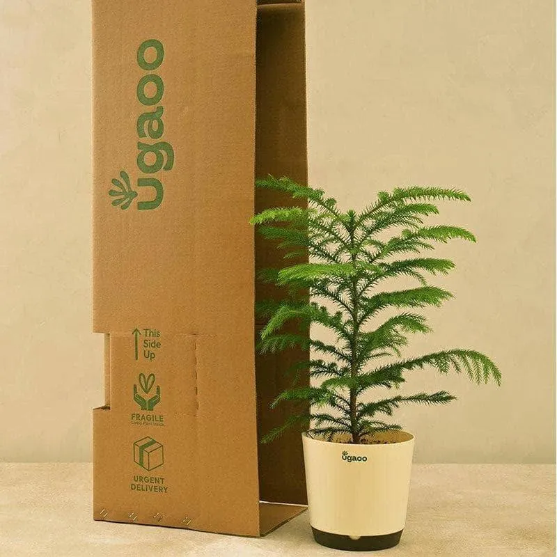 Ugaoo Indian Christmas Tree Indoor Live Plant - Large media 3