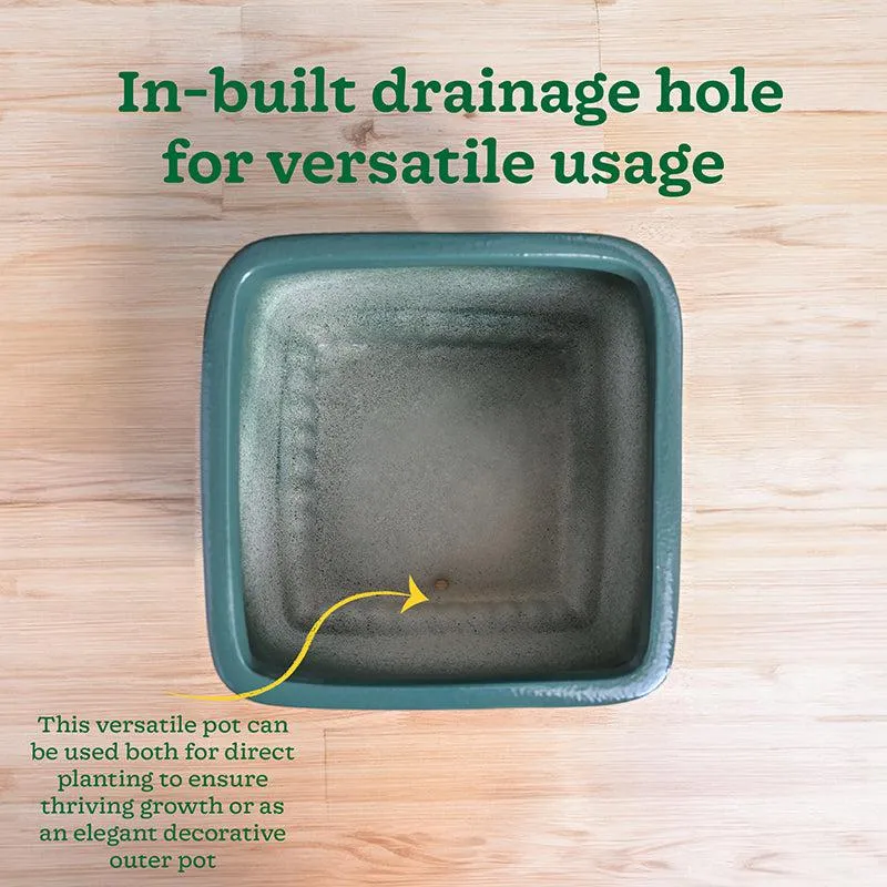 Ugaoo Sleepy Sprout Square Ceramic Planter - Green media 8