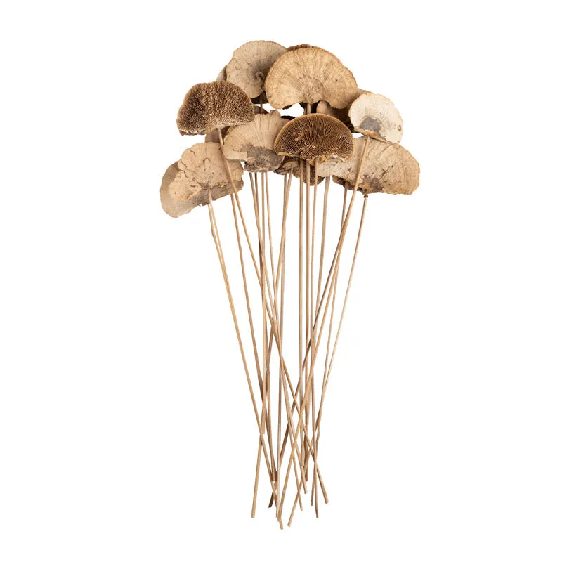 Leod Dried Sponge Mushroom Stick - Set Of Ten media 5