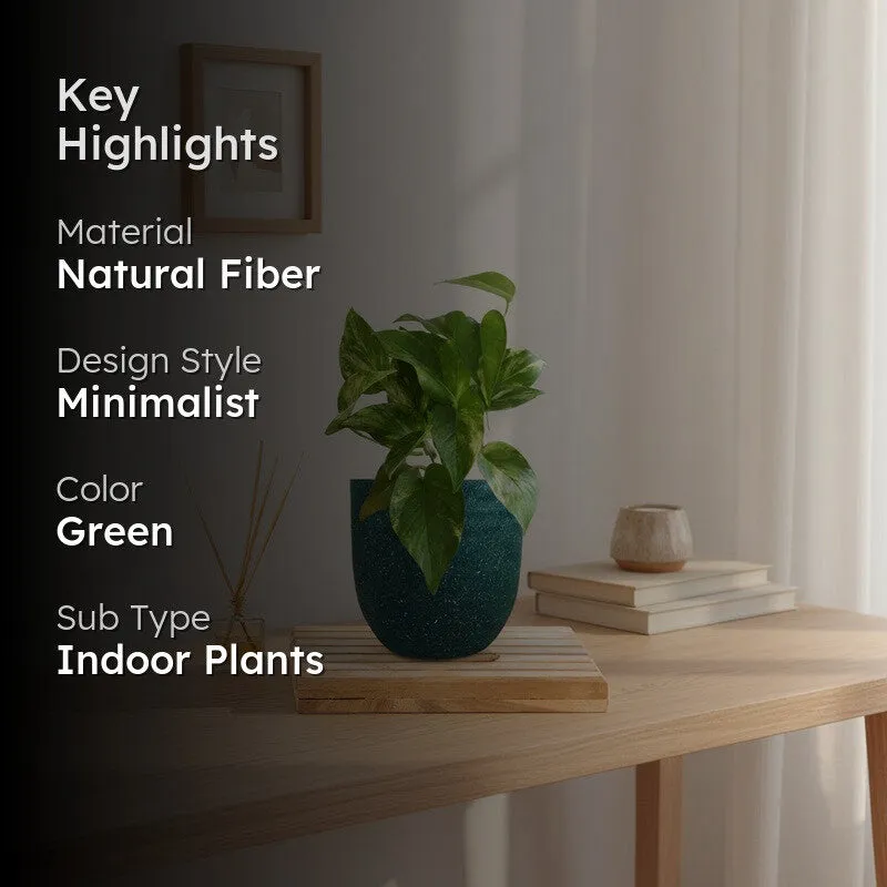 Greenkin Money Plant Gold King Live Plant - Green media 2