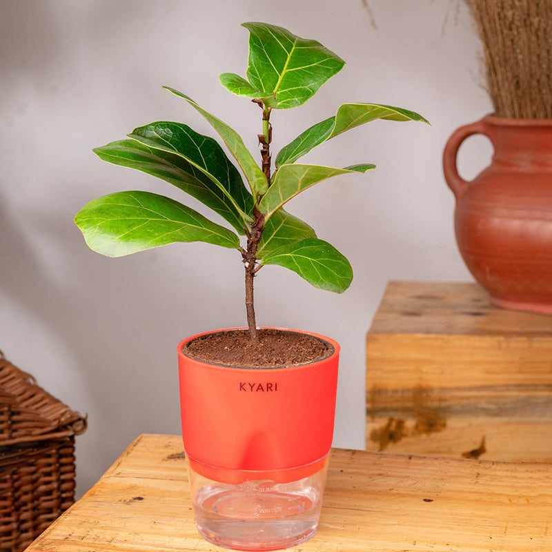 Kyari Ficus lyrata With Self Watering Pot - Red media 3