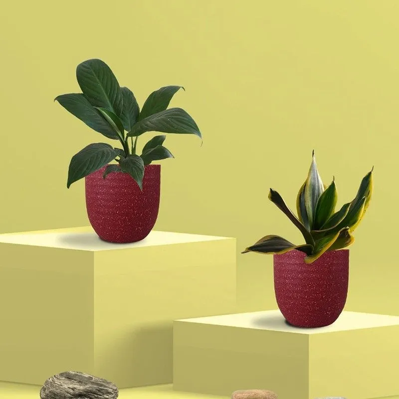 Greenkin Lily & Golden Snake Live Plants (Red) - Set Of Two media 3