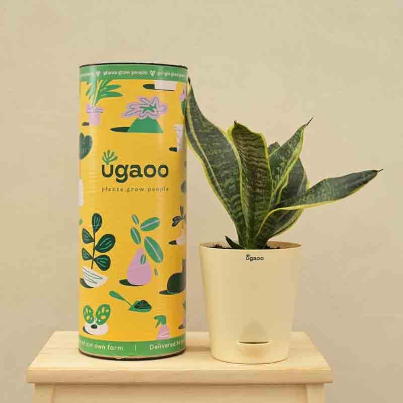 Ugaoo Snake Plant - Futura Superba media 7