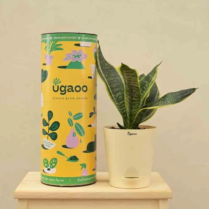 Ugaoo Snake Plant - Futura Superba media 7