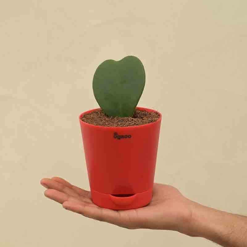 Ugaoo Heart Hoya Plant media 4