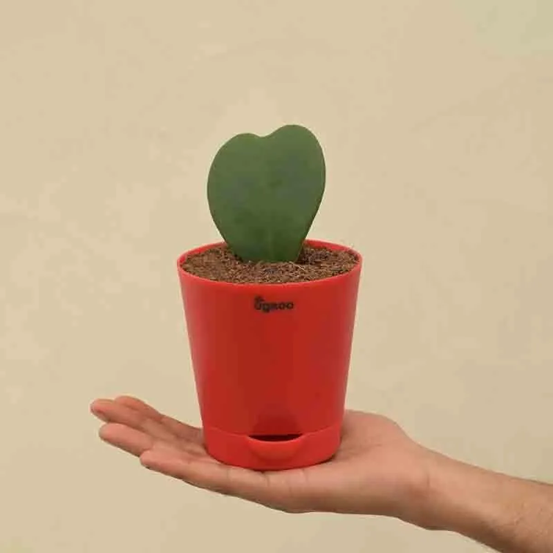 Ugaoo Heart Hoya Plant media 4