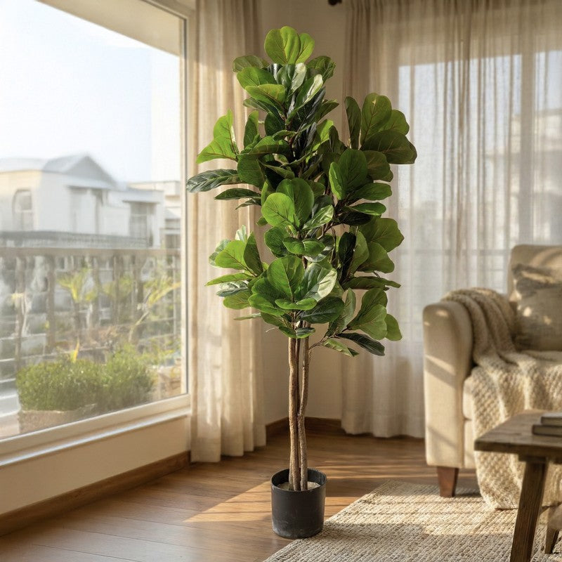 Tropella Fiddle Fig Plant With Black Plastic Pot - 3.9 ft media 3