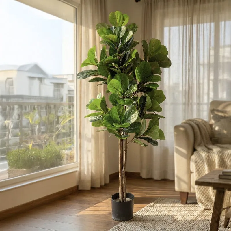 Tropella Fiddle Fig Plant With Black Plastic Pot - 3.9 ft media 3