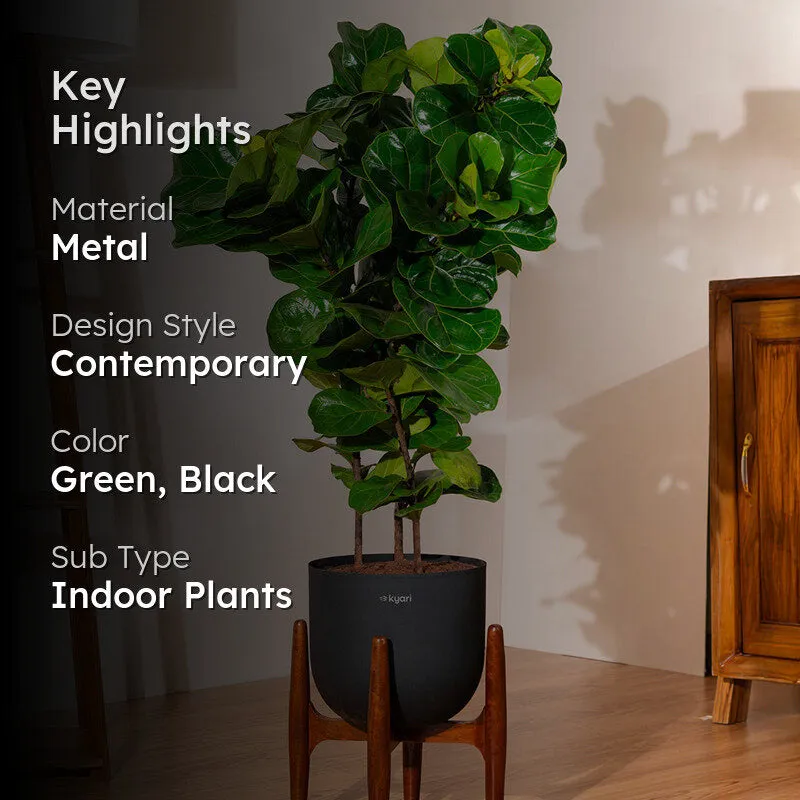 Kyari Bambino Plant With Metal Self Watering Pot (Black) - 2.4 Feet media 2