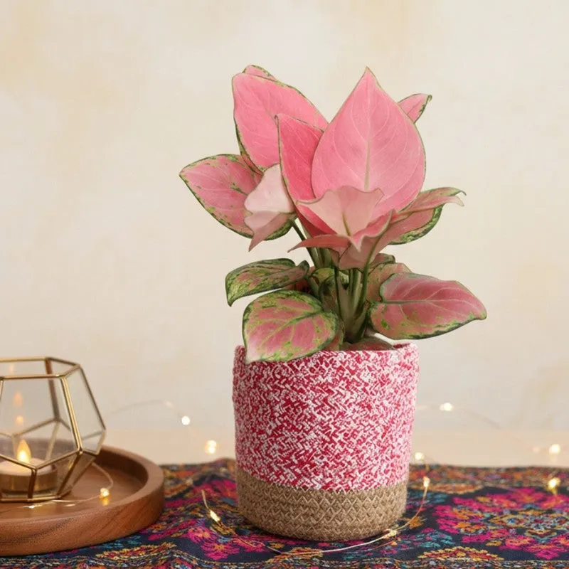 Greenkin Aglaonema Pink Live Plant with Jute Planter - Pink media 3