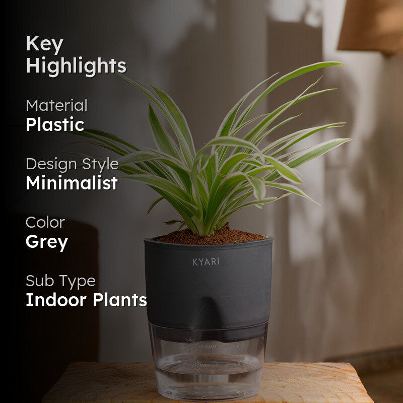 Kyari Spider Plant With Self Watering Pot - Grey media 2